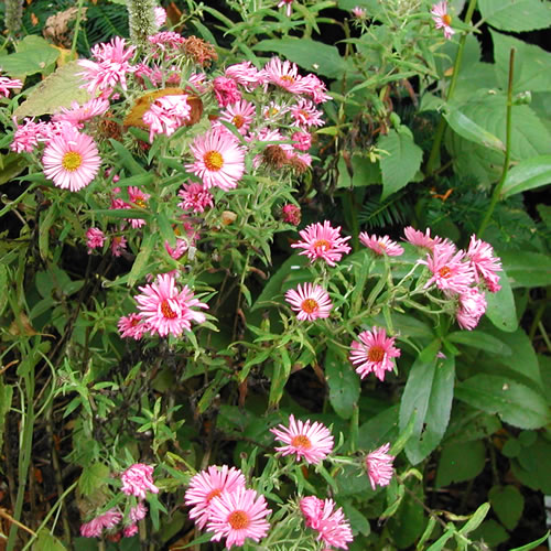 Aster nova-angliae Barr's Pink 